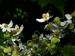 Montanoa grandiflora