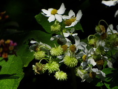 Montanoa grandiflora