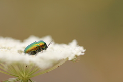 Cryptocephalus hypochaeridis