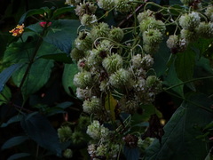 Montanoa grandiflora