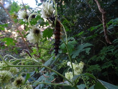 Montanoa grandiflora
