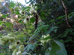 Montanoa grandiflora