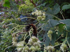 Montanoa grandiflora