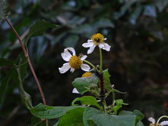 Montanoa grandiflora
