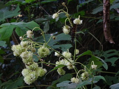 Montanoa grandiflora