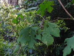 Montanoa grandiflora