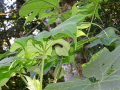 Montanoa grandiflora