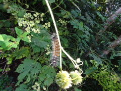 Montanoa grandiflora