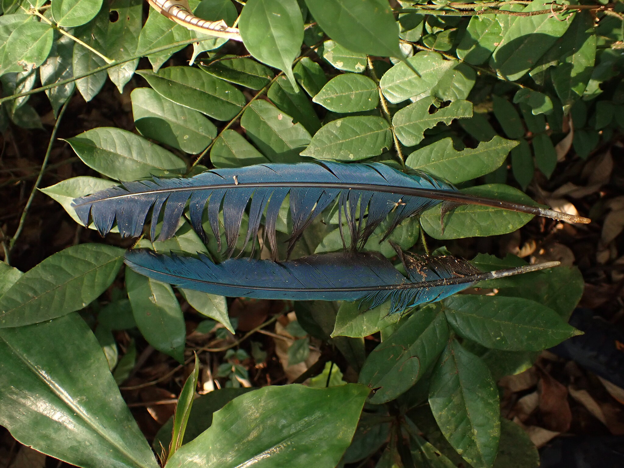 Great Blue Turaco (Corythaeola cristata), photo 9