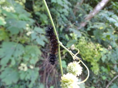Montanoa grandiflora