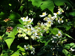 Montanoa grandiflora