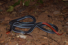 Blue Coral Snake photo 5