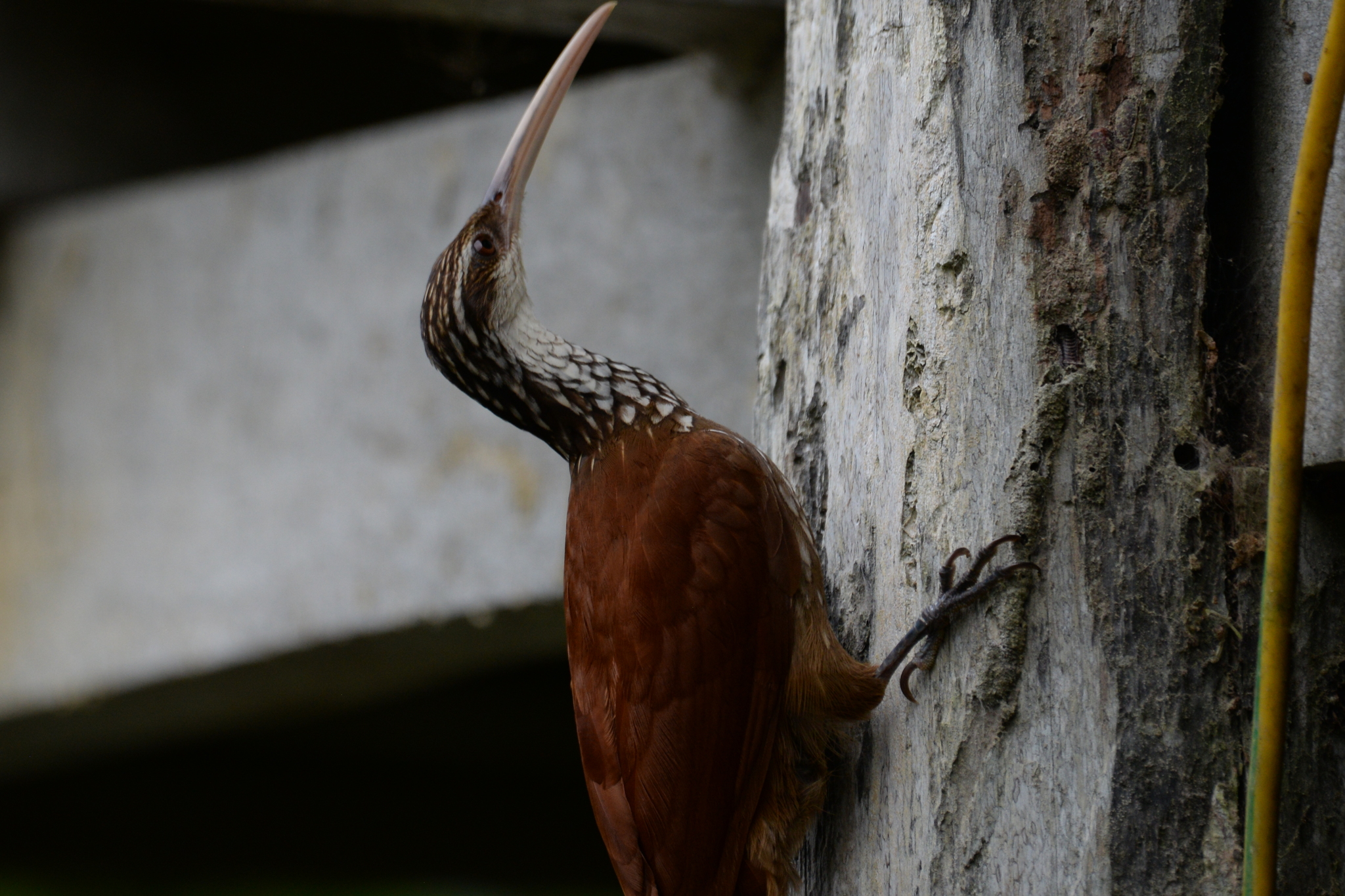 Long-billed Woodcreeper (Nasica longirostris), photo 1