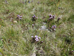 Gentianella caucasea