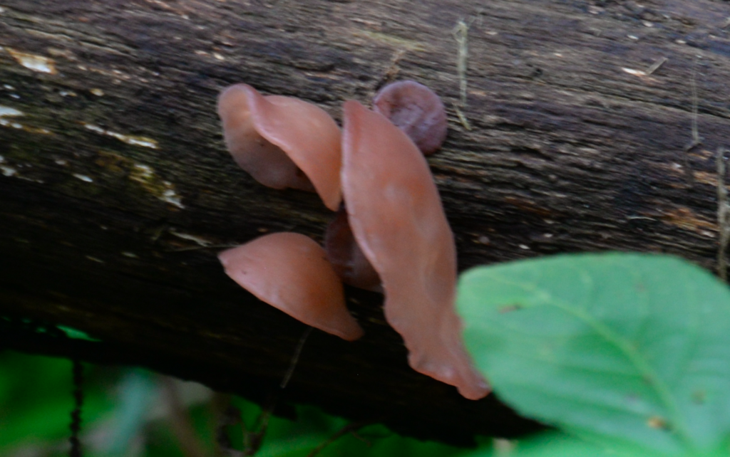 Auricularia fuscosuccinea · March 2025 · photo: © edonardo (iNaturalist, cc-by)