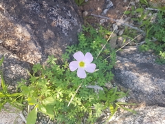 Oxalis comosa