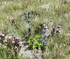 Gentiana septemfida