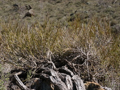 Carmichaelia compacta