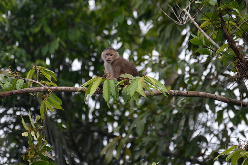 Marañón White-fronted Capuchin