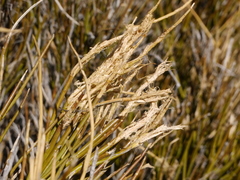 Carmichaelia compacta