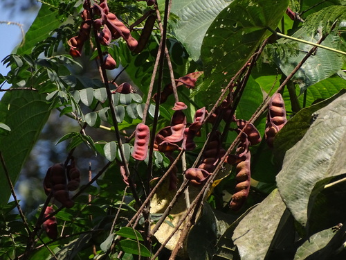 Image of Moullava spicata by no rights reserved