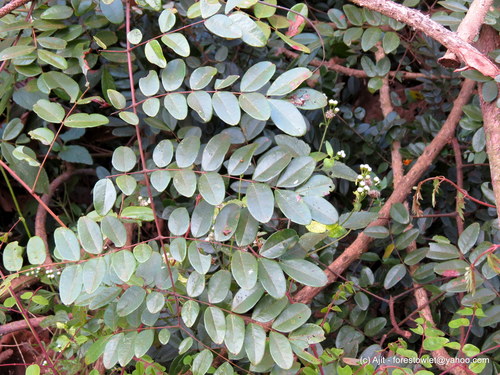 Image of Moullava spicata by no rights reserved