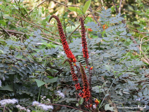 Image of Moullava spicata by no rights reserved