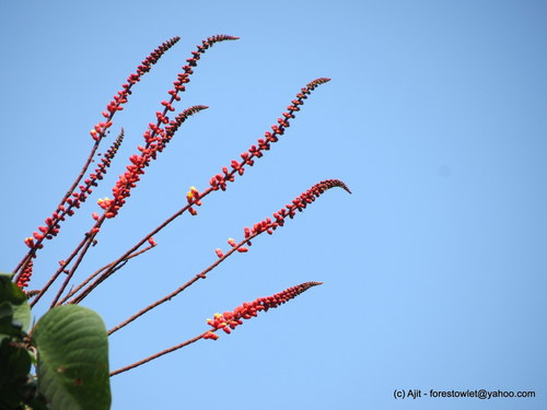 Image of Moullava spicata by no rights reserved