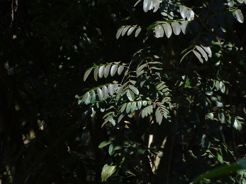 Image of Moullava spicata by no rights reserved