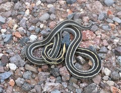 Thamnophis cyrtopsis cyrtopsis
