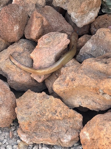 Californische conger (Paraconger californiensis) — Congridae — 3