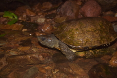 Notochelys platynota