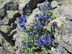 Delphinium caucasicum