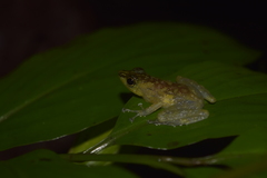 Staurois tuberilinguis