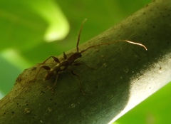 Neocompsa macroscina