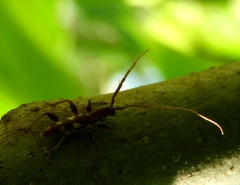 Neocompsa macroscina