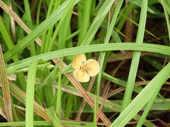 Murdannia lanuginosa