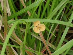 Murdannia lanuginosa