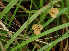 Murdannia lanuginosa
