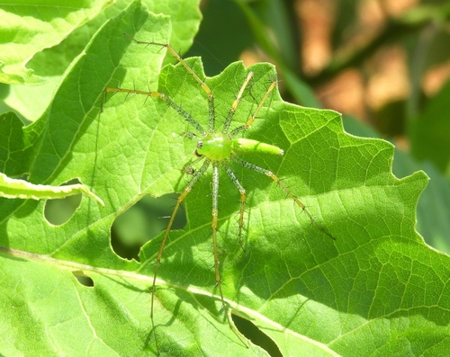 Lesser Green Lynx Spider