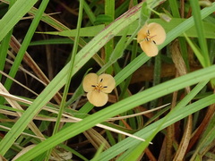 Murdannia lanuginosa