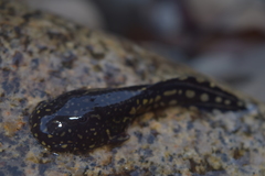 Staurois latopalmatus