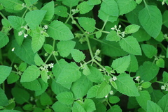 Solanum sarrachoides