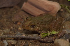 Limnonectes ibanorum