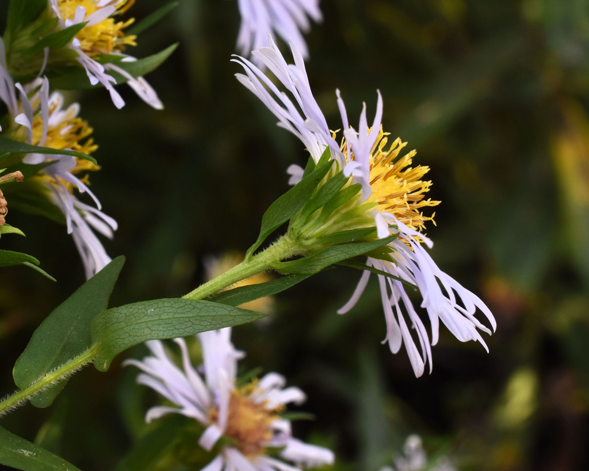 Symphyotrichum firmum