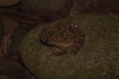 Ingerophrynus divergens