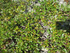 Salix kazbekensis