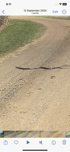 Eastern Brown Snake sighting
