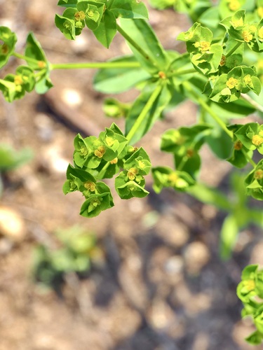 Image of Euphorbia spathulata by (c) Michelle W. （鍾偉瑋）, some rights reserved (CC BY)