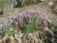 Chamaenerion colchicum